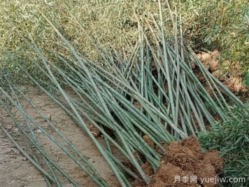 竹子的種類(lèi)特性、分布狀況和應用前景