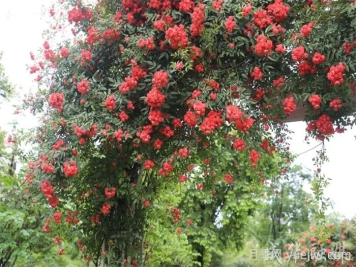 薔薇已開(kāi)滿(mǎn)墻！這波被成都成華美到了