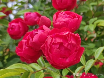 紅科斯特變成紅木香月季，新名字成就一種花