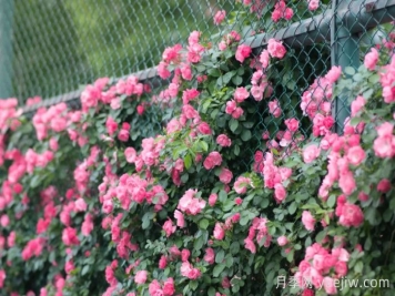 浙師大薔薇花開(kāi)成瀑，安吉拉美翻了校園