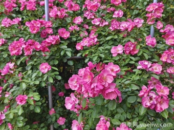 月季花盛開(kāi)最佳觀(guān)賞時(shí)間與養護要點(diǎn)