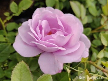 月季花開(kāi)為何多姿多彩？科學(xué)分析