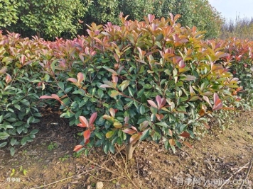 紅葉石楠球是常綠還是落葉苗木？