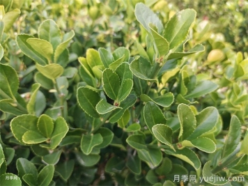 大葉黃楊和小葉黃楊有什么區別？