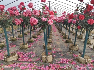 夏季月季養護全攻略：避開(kāi)雷區，輕松爆花