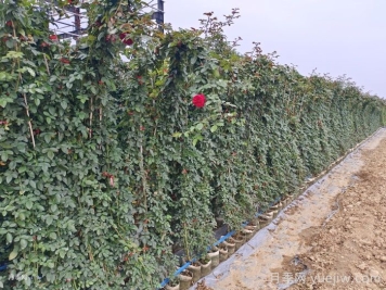 月季在背陰處如何開(kāi)花？