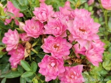 11種經(jīng)典微型月季花，顏值與實(shí)力兼具，陽(yáng)臺黨最?lèi)?ài)