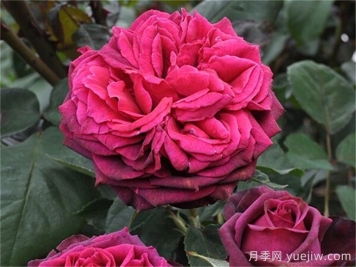 普及12種月季，養不死得小強月季