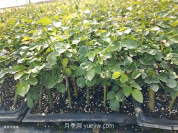 月季苗，南陽(yáng)月季小苗用于全國各地的月季繁育基地