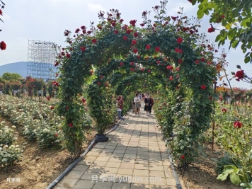 夏季很多月季和花木快速衰弱死亡，是什么原因？