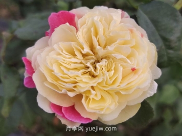 推薦88個(gè)最美月季品種，讓花友美到心醉，陶醉其中