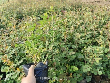 月季小苗多久能長(cháng)成大苗？