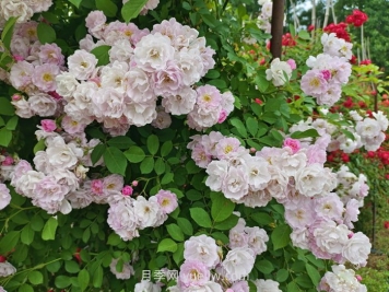 薔薇花什么時(shí)候開(kāi)花，花期有多久？