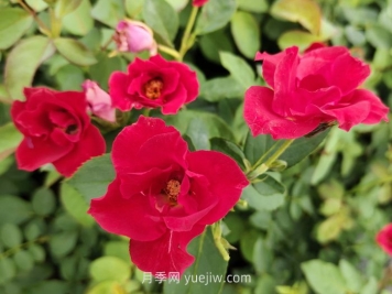 薔薇花是春天開(kāi)花還是夏天開(kāi)花？