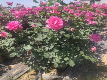 夏季月季修剪不當為什么會(huì )死？