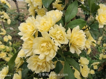 黃木香多久可以開(kāi)花？黃木香怎樣才能多開(kāi)花呢？