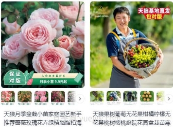  淘寶買(mǎi)月季，請推薦一些可靠的店鋪