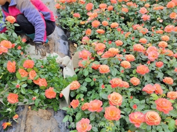 內蒙古適合種植月季嗎？