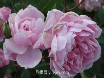 莫莉麥格雷迪月季介紹和優(yōu)缺點(diǎn)