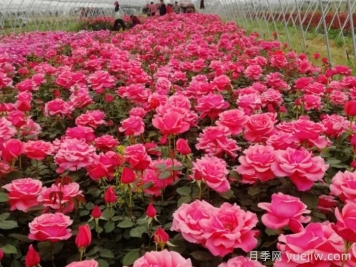 香飄九州，南陽(yáng)月季何以花滿(mǎn)天下？