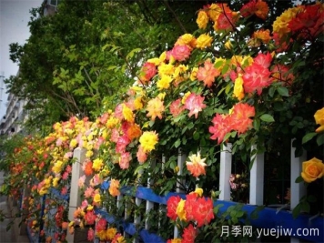 香飄九州美不勝收！丹陽(yáng)驚現五彩月季花墻場(chǎng)景！