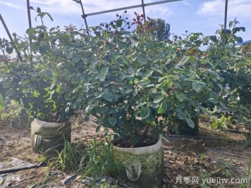月季安全度夏指南，別讓你的月季死在夏天