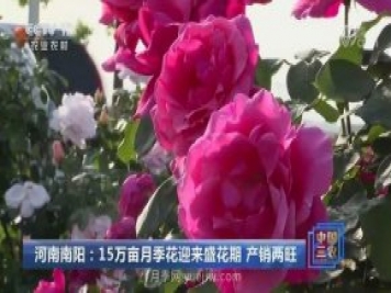 河南南陽(yáng)：15萬(wàn)畝月季花迎來(lái)盛花期 產(chǎn)銷(xiāo)兩旺