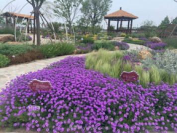 聊城芳香文化博覽園，鄉村振興巾幗示范基地