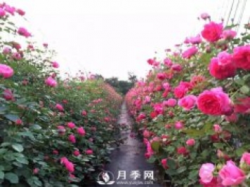 多季開(kāi)花的藤本月季 這樣修剪