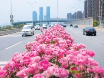 南陽(yáng)月季變身武漢網(wǎng)紅，花中皇后香飄大江南北