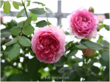 萊州月季花開(kāi)上?；ú?huì ) 百花斗妍崇明島