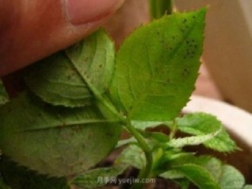 月季紅蜘蛛蟲(chóng)害預防辦法，推薦3種藥物