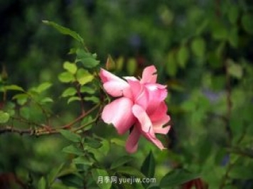 讓“麗江美人”——粉紅香水月季開(kāi)滿(mǎn)上海