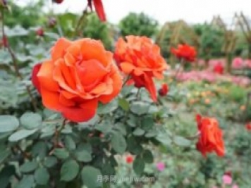 上海哪里月季花最美？到這些公園來(lái)看月季吧！