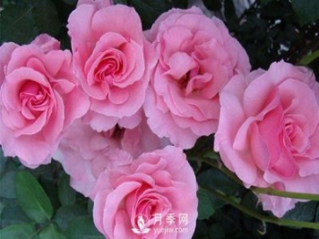 溫室月季小苗種植需要注意哪些事項？