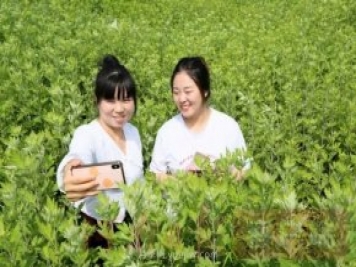 洛陽(yáng)汝陽(yáng)：發(fā)展艾草產(chǎn)業(yè) 助力鄉村振興