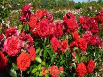 紅色龍沙寶石簡(jiǎn)稱(chēng)紅龍 你知道咋養嗎？
