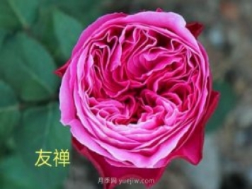 花型漂亮，8個(gè)友禪系列月季推薦