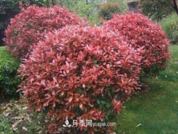 常用綠化苗木國槐和白蠟價(jià)格分析
