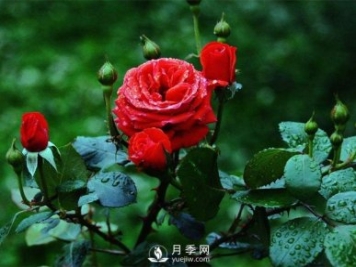 洛陽(yáng)夏季養藤本月季的技巧，花友快來(lái)看看吧
