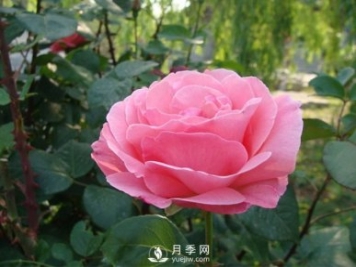 月季梅雨季易有黑斑病，該怎么養護呢？