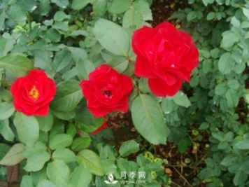 藤本月季是園林景觀(guān)布置中很常見(jiàn)的花木，移栽定植需要怎么做