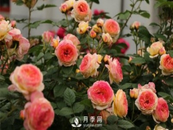 月季網(wǎng)教你不同時(shí)期的月季都有哪些修剪方式？
