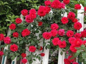 藤本月季依開(kāi)花習性分一季性開(kāi)花和經(jīng)常開(kāi)花兩大類(lèi)