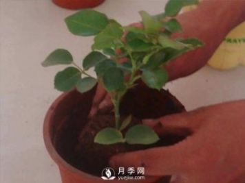 盆栽種植樹(shù)狀月季要怎樣選擇花盆和盆土？