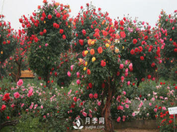 新型月季花，要遵循什么方法，才栽培出來(lái)？
