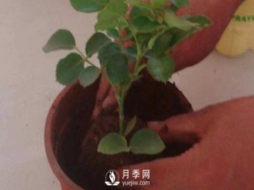 月季之鄉種植基地的月季裸根苗怎么種才能長(cháng)得好?