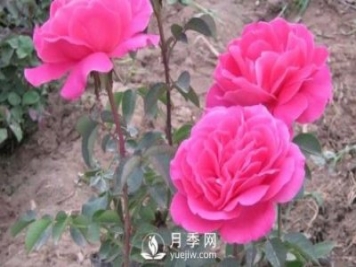 地栽南陽(yáng)月季的水分管理工作怎樣進(jìn)行？