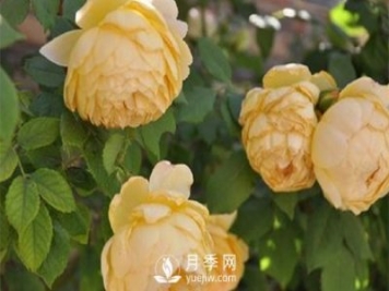 發(fā)酵農家肥不徹底對南陽(yáng)月季花有什么影響？