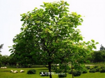 十大推介樹(shù)種出爐，或是2020年最后一波苗木商機